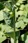 Ovateleaf Indian plantain